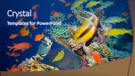  Presentation with tropical reef fish - Presentation theme featuring reef with coral and sponge background and a navy blue colored foreground