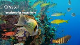  Presentation with tropical reef fish - Presentation consisting of reef with coral and sponge background and a teal colored foreground