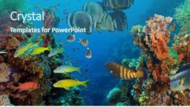  Presentation with tropical reef fish - PPT theme consisting of reef with coral and sponge background and a ocean colored foreground