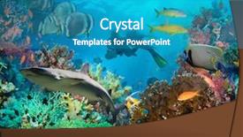  Presentation with tropical reef fish - Audience pleasing slides consisting of reef with coral and sponge backdrop and a teal colored foreground