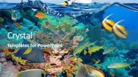  Presentation with tropical reef fish - Beautiful slide set featuring reef with coral and sponge backdrop and a ocean colored foreground