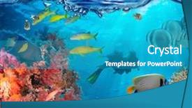  Presentation with tropical reef fish - Presentation design consisting of reef with coral and sponge background and a teal colored foreground