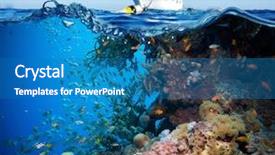  Presentation with tropical reef fish - PPT theme with reef with coral and sponge background and a teal colored foreground