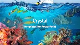  Presentation with tropical reef fish - Amazing PPT theme having reef with coral and sponge backdrop and a teal colored foreground