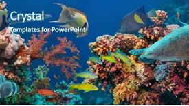  Presentation with tropical reef fish - Slides enhanced with reef with coral and sponge background and a ocean colored foreground