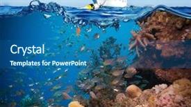  Presentation with tropical reef fish - Slide deck having reef with coral and sponge background and a ocean colored foreground