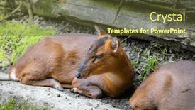  Presentation with zoo - Presentation design featuring reeves-muntjac-in-zoo-park background and a tawny brown colored foreground