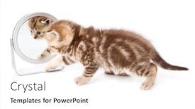  Presentation with mirror reflection - 