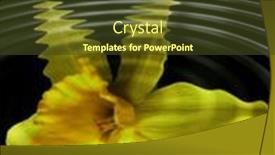  Presentation with daffodil - Presentation theme with reflection-of-daffodil-simulated-ripples background and a tawny brown colored foreground