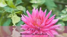  Presentation with dahlia - 