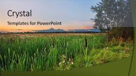  Presentation with field - PPT layouts consisting of reflux - cattail in a field background and a light blue colored foreground