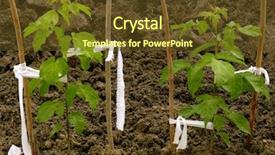  Presentation with maple - Cool new slide deck with reforestation - ash-leaved maple saplings two backdrop and a tawny brown colored foreground