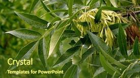  Presentation with green tree - Theme consisting of reforestation - fraxinus pennsylvanica green ash-tree branch background and a  colored foreground