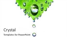  Presentation with green leaf water drops - Presentation theme with reforestation - green leaf with water drops background and a white colored foreground