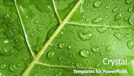  Presentation with banana stem tree and leaf - Beautiful theme featuring reforestation - macro of green tree leaf backdrop and a tawny brown colored foreground