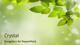  Presentation with focus - Amazing PPT theme having reforestation - natural green background with selective backdrop and a soft green colored foreground