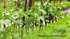  Presentation with pepper - Beautiful theme featuring reforestation - pepper sprouts in garden backdrop and a yellow colored foreground