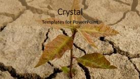  Presentation with oak tree - Slides consisting of reforestation - red oak tree sapling three-four background and a coral colored foreground