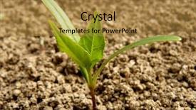  Presentation with seedling - PPT layouts having reforestation - small ash-tree seedling with first background and a  colored foreground