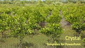  Presentation with mangrove - Amazing presentation theme having reforestation - young mangrove plantation in satun backdrop and a tawny brown colored foreground
