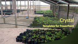  Presentation with palm tree - Colorful slides enhanced with reforestation in the amazon palm backdrop and a tawny brown colored foreground