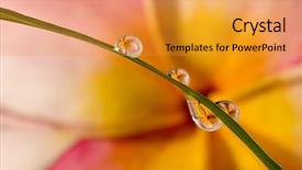  Presentation with water drops - Beautiful slide set featuring refraction - refracting photography the big flowers backdrop and a gold colored foreground