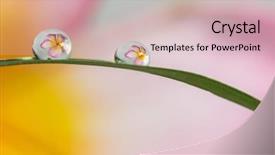  Presentation with water drops - Slide set having refraction - refracting photography the big flowers background and a soft green colored foreground