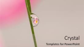  Presentation with water drops - Presentation theme featuring refraction - refracting photography the big flowers background and a soft green colored foreground