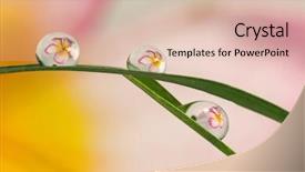  Presentation with water drops - Presentation design enhanced with refraction - refracting photography the big flowers background and a lemonade colored foreground