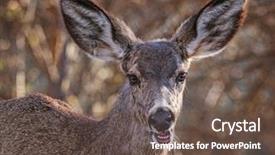  Presentation with thai local language - PPT theme consisting of refugge - deer munching on grass background and a tawny brown colored foreground