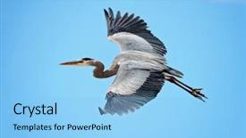  Presentation with blue sky - Colorful slide deck enhanced with birds migration - great blue heron flying backdrop and a light blue colored foreground