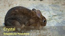  Presentation with tarjeta baby shower - PPT layouts enhanced with mini farm - little baby rabbit on sawdust background and a tawny brown colored foreground