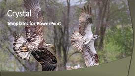  Presentation with juvenile - Cool new theme with being chased by a juvenile backdrop and a gray colored foreground