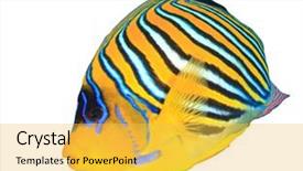  Presentation with royal - Beautiful PPT theme featuring regal royal angelfish fish isolated backdrop and a yellow colored foreground