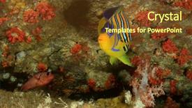  Presentation with royal - Colorful presentation theme enhanced with regal royal angelfish fish backdrop and a tawny brown colored foreground