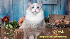  Presentation with white flowers - PPT theme having regdoll-kitten-regdoll-cat-white background and a  colored foreground