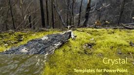  Presentation with forest fire - Presentation theme having regenerating-forest-after-devastating-fire background and a tawny brown colored foreground