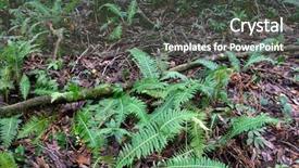  Presentation with ferns - Beautiful slide deck featuring hair color - beautiful girl with colorful flowers backdrop and a coral colored foreground