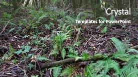  Presentation with ferns - Beautiful presentation theme featuring regenwald stockwerke - ferns and plants backdrop and a dark gray colored foreground