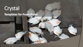  Presentation with top view of fresh fish - Colorful theme enhanced with regenwald stockwerke - fishermans fresh catch of fish backdrop and a  colored foreground