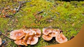  Presentation with grey rocks - PPT theme having regenwald stockwerke - mushrooms growing wild background and a gold colored foreground