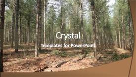  Presentation with haunted woods - Audience pleasing slides consisting of regenwald stockwerke - pine woods background backdrop and a  colored foreground