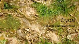  Presentation with rain forest walk way - Beautiful presentation featuring regenwald stockwerke - rain forest floor abstract backdrop and a  colored foreground