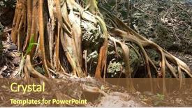  Presentation with frigate - Slide deck enhanced with regenwald stockwerke - roots of forest trees background and a tawny brown colored foreground