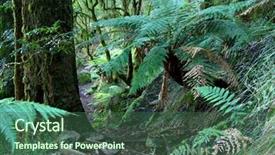  Presentation with ferns - Presentation theme enhanced with regenwald stockwerke - tree ferns and plants background and a ocean colored foreground