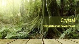  Presentation with tropical forest - Presentation theme consisting of regenwald stockwerke - wooden deck in tropical forest background and a  colored foreground