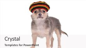  Presentation with reggae - Amazing theme having reggae - 3 month old funny chihuahua backdrop and a light gray colored foreground
