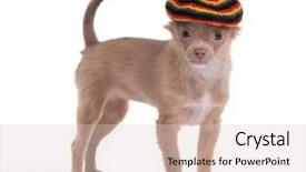  Presentation with funny - PPT layouts consisting of reggae - funny 3 months old chihuahua background and a lemonade colored foreground