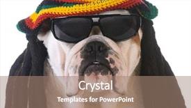  Presentation with reggae - Slide set with reggae - funny dog with dreadlock wig background and a coral colored foreground