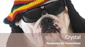  Presentation with reggae - Presentation design consisting of reggae - funny dog with dreadlock wig background and a coral colored foreground
